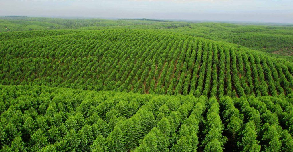 Indonesia dorong kesetaraan dalam Sertifikasi Pengelolaan Hutan.jpg